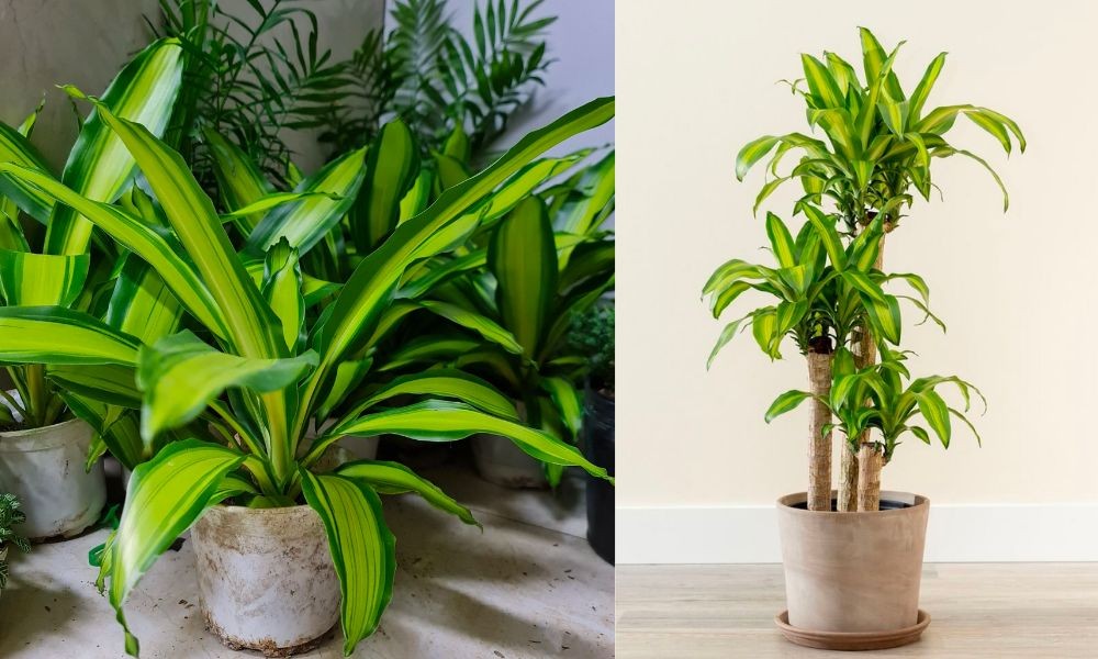 Những loại cây nên đặt trong ngày nhập trạch hút tài lộc và bình an